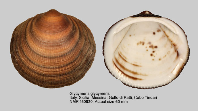 Glycymeris glycymeris (8).jpg - Glycymeris glycymeris (Linnaeus,1758)